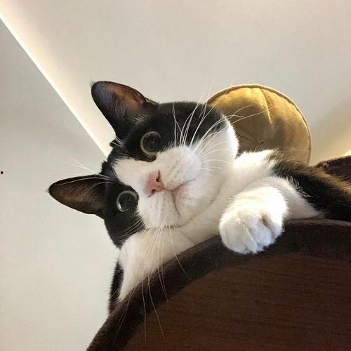 吃c瓜的猫头像,揭秘吃瓜猫的趣味生活