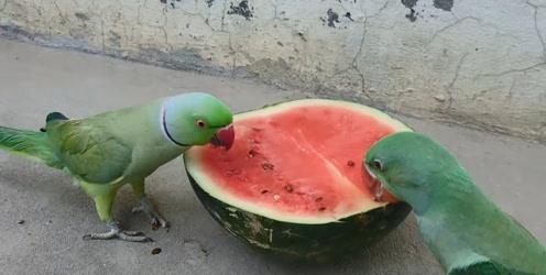 拉肚子吃瓜行吗,拉肚子时吃瓜的利弊分析