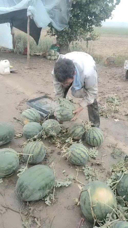 穷就莱阳钢管 吃瓜