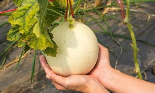 吃白瓜会上火吗,揭秘白瓜是否会上火